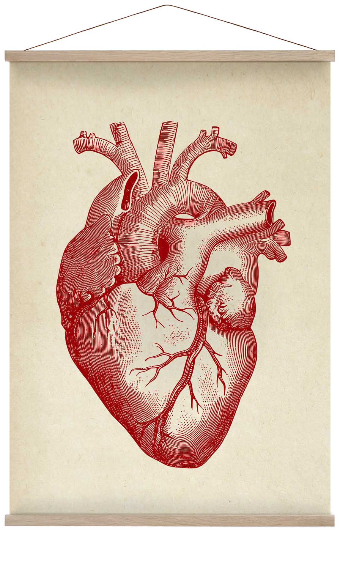Anatomical Heart