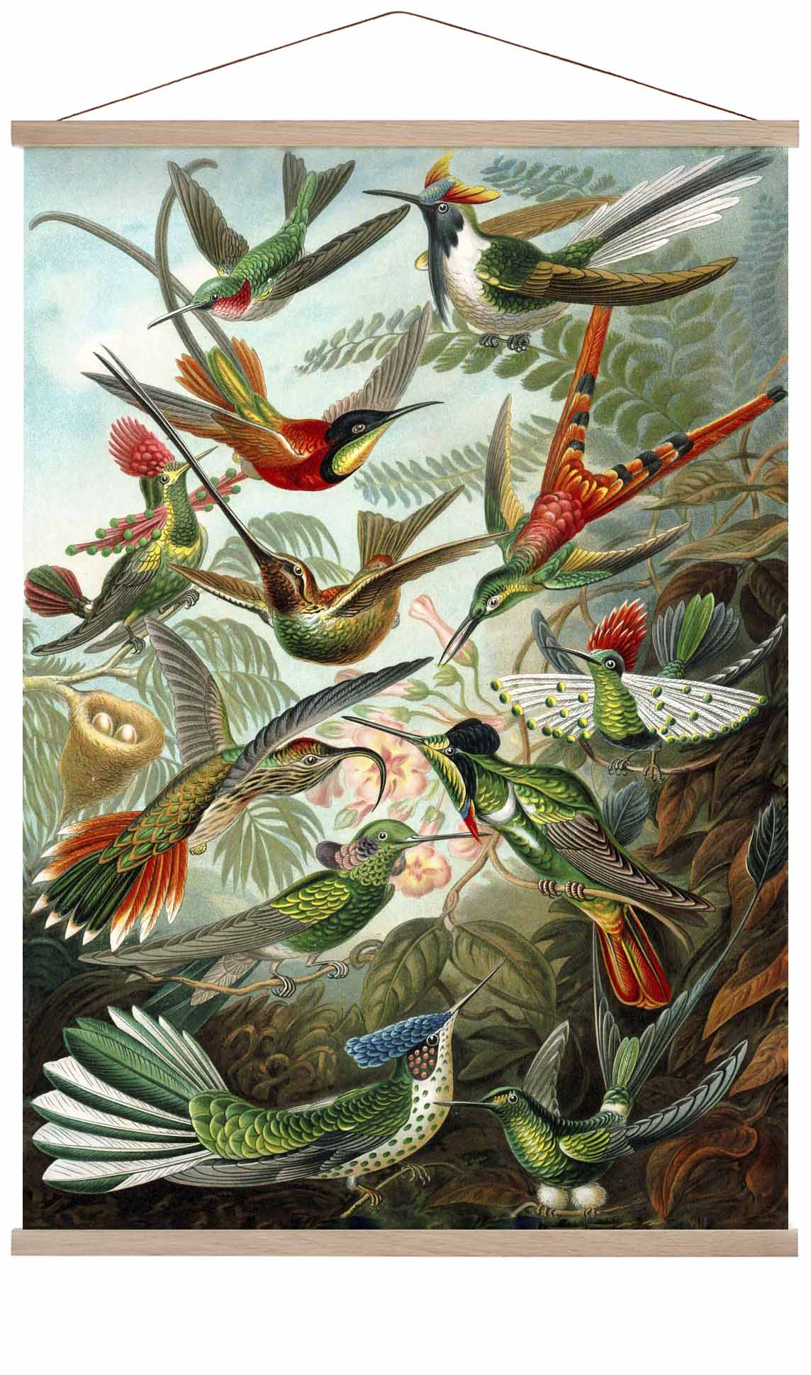 Birds of Paradise by Ernst Haeckel