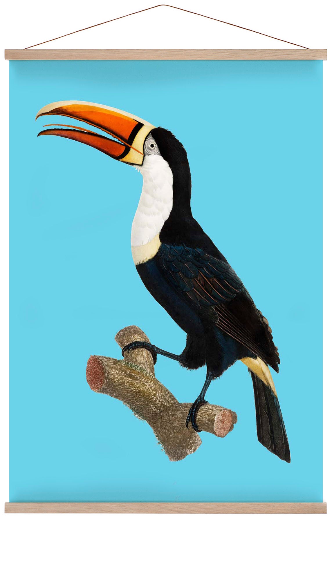 Toucan on Blue Animal Print