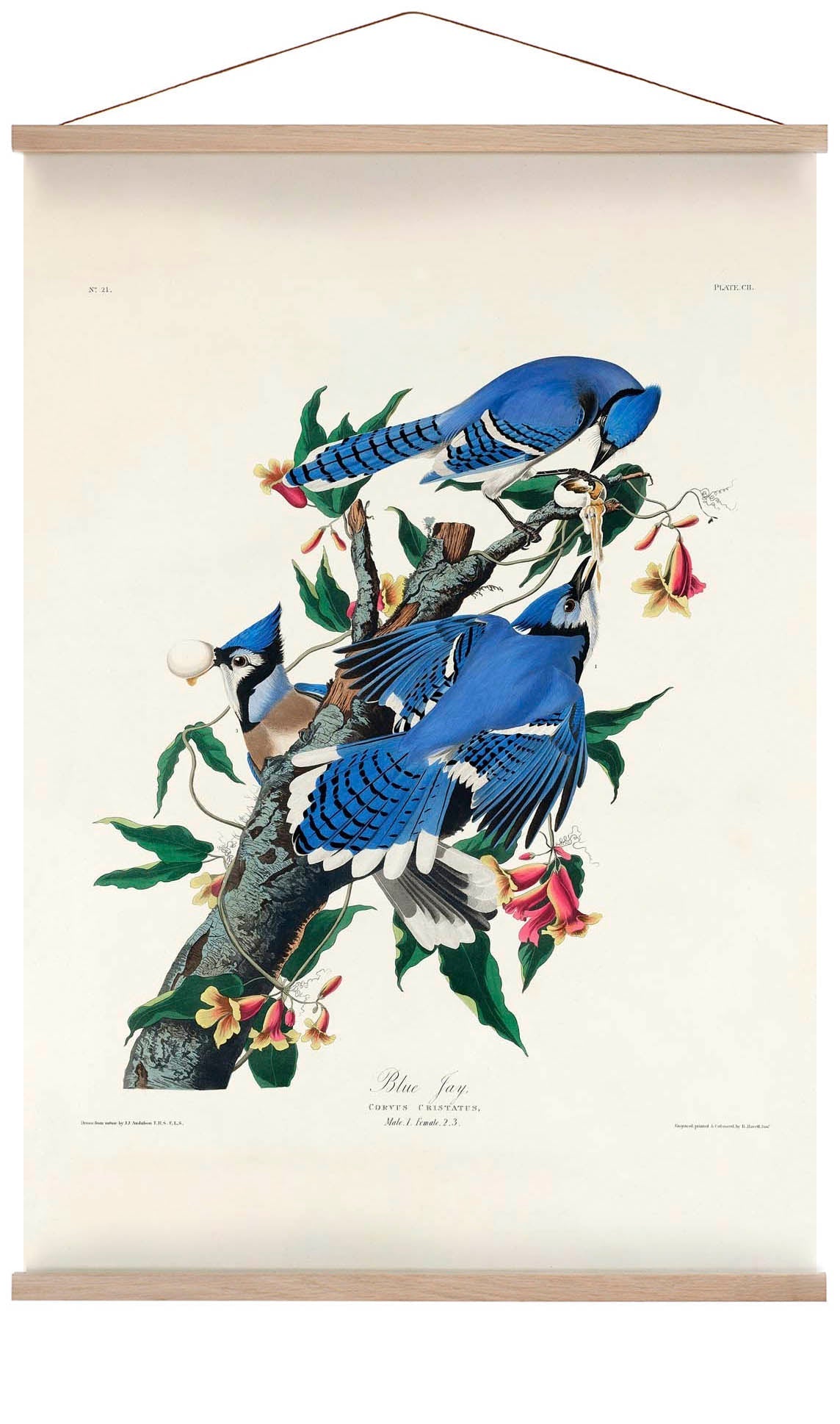 Blue Jay