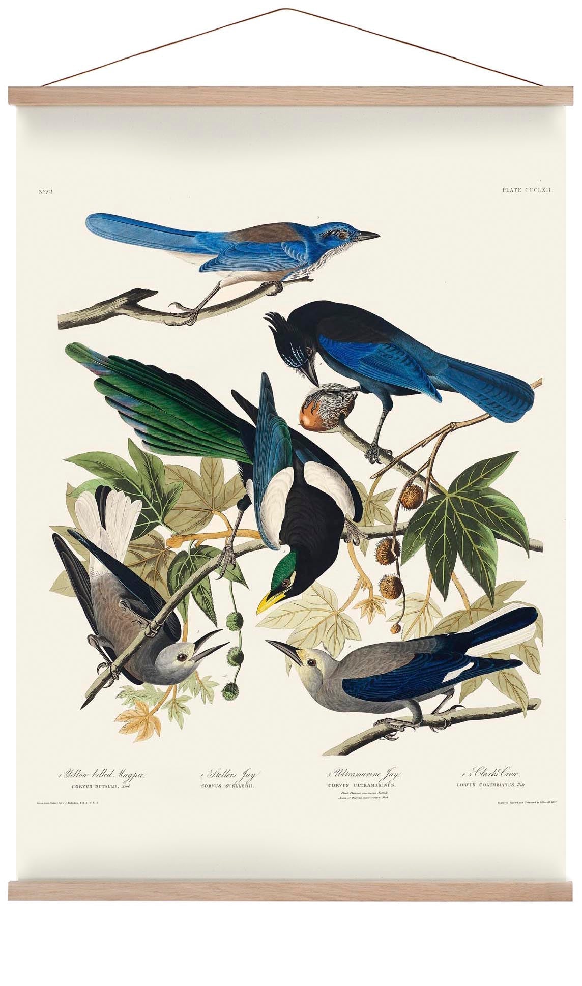 Yellow-Billed Magpie, Stellers Jay, Ultramarine Jay and Clark's Crow - Birds of America
