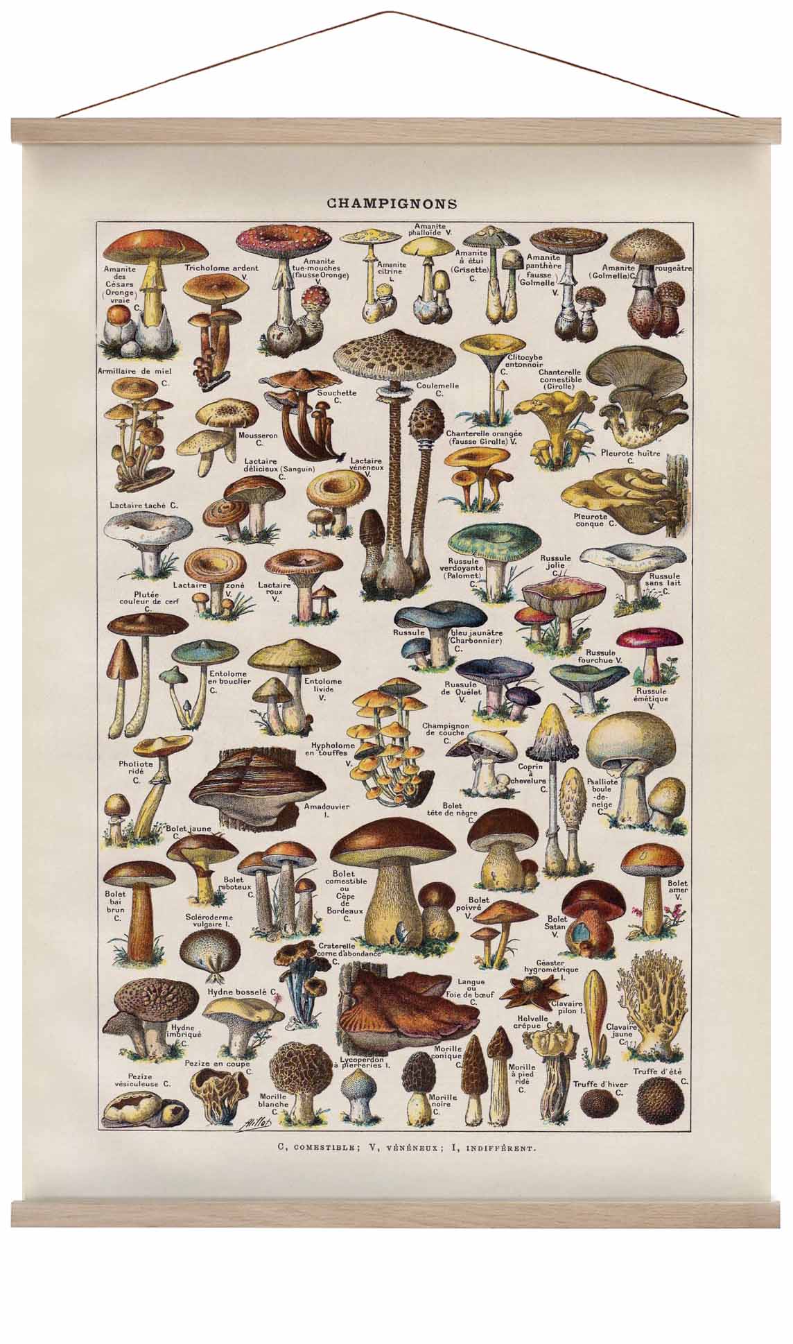 Antique Champignon by Adolphe Millot
