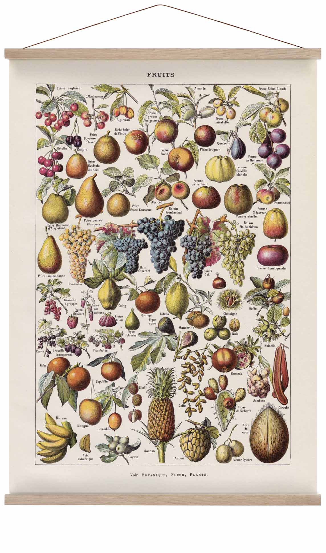 Antique Fruits by Adolphe Millot