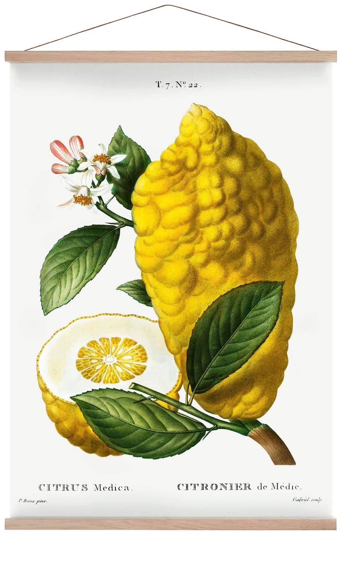 Citrus Medica Vintage