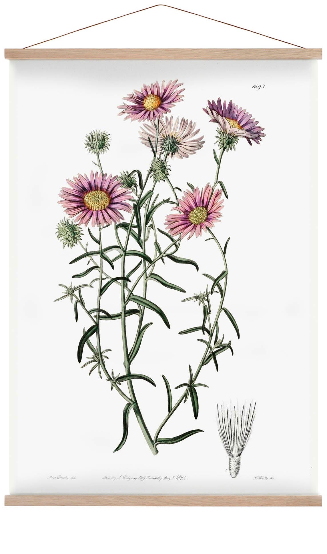 Vintage Hoary Flower