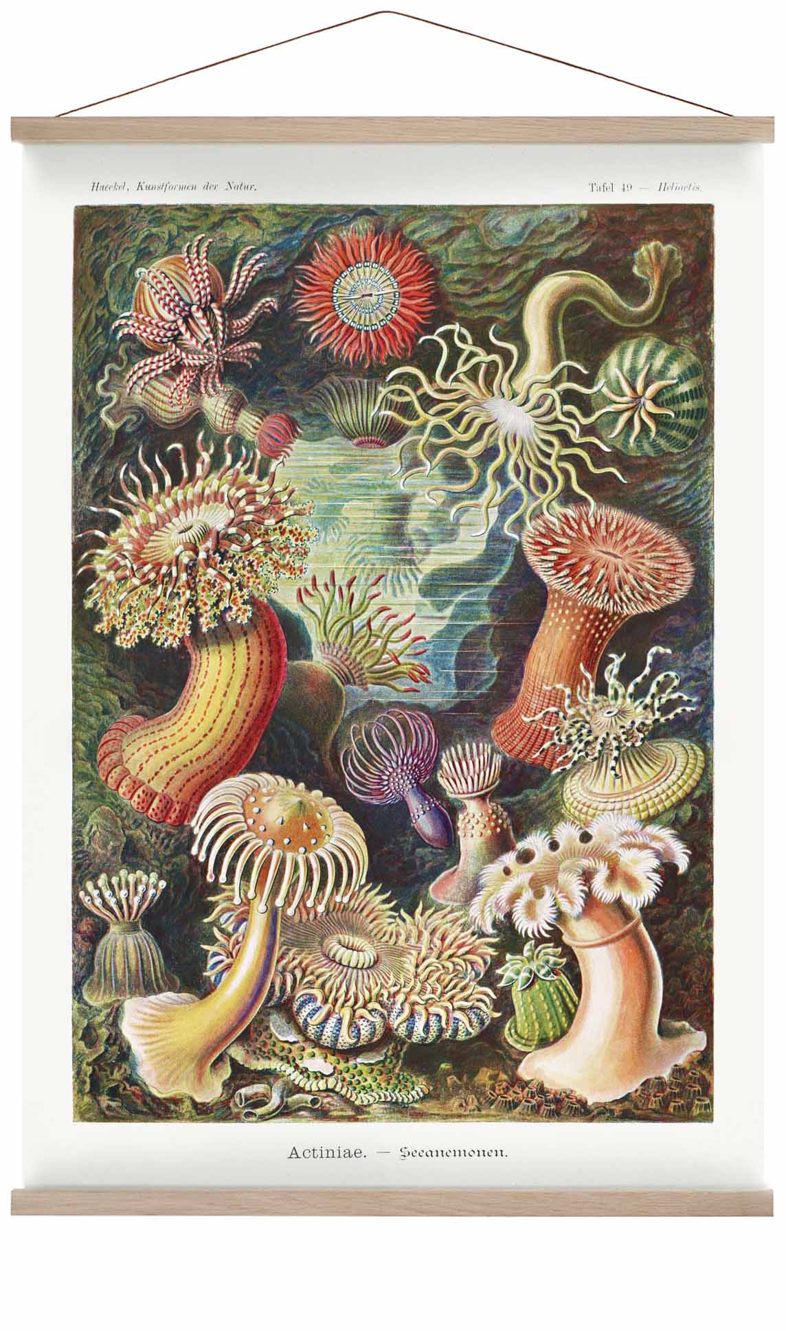 Actinia Anemones by Ernst Haeckel