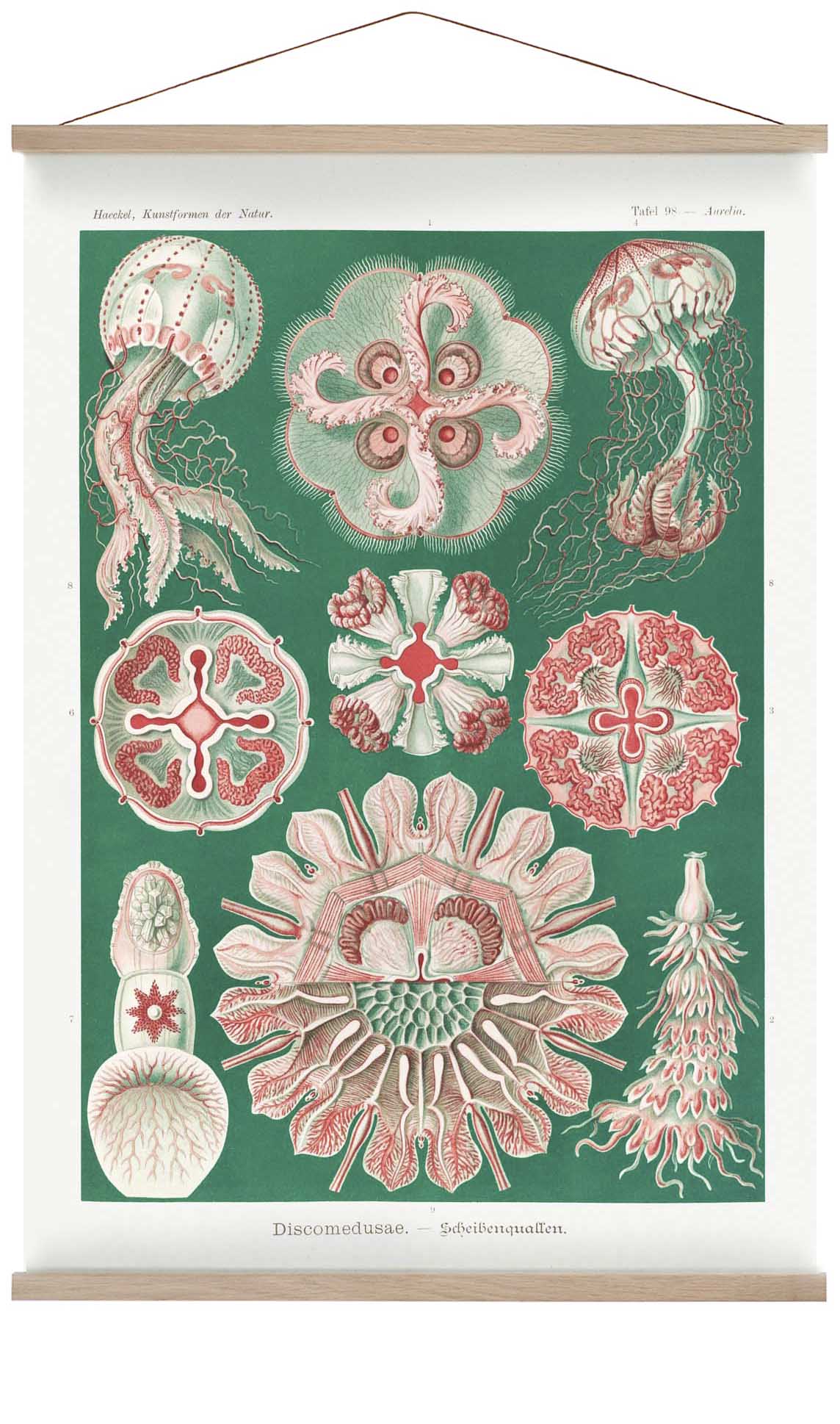Discomedusae Green Pink by Ernst Haeckel with borders