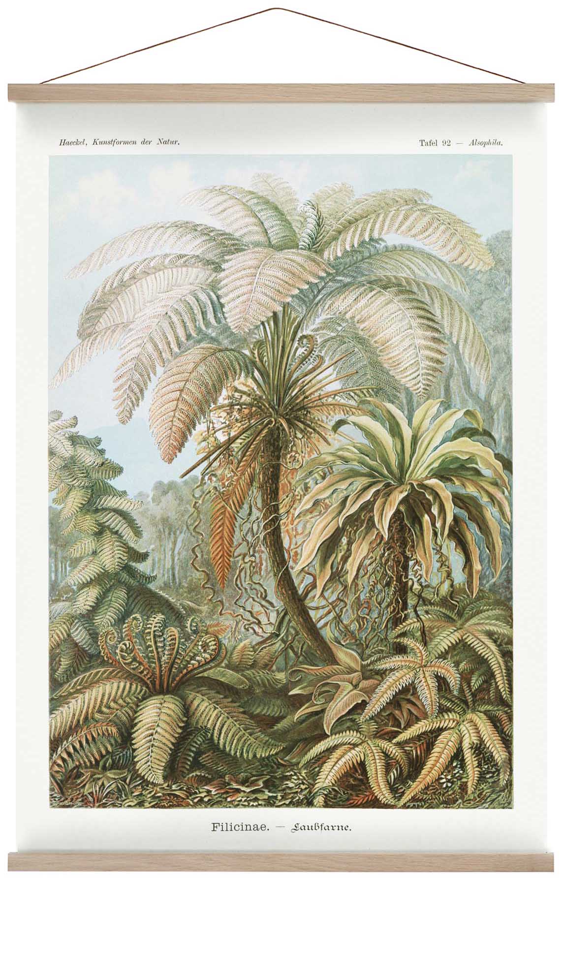Filicinae Palm Tree by Ernst Haeckel