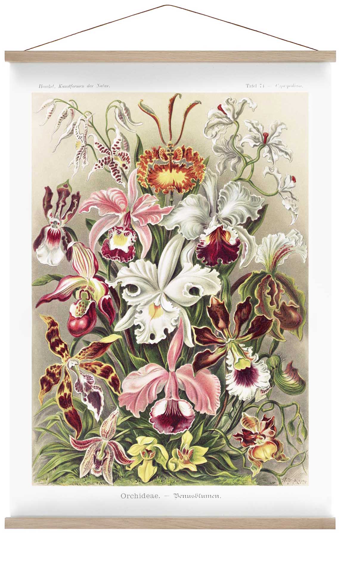 Orchideae Lilly Flowers by Ernst Haeckel with borders