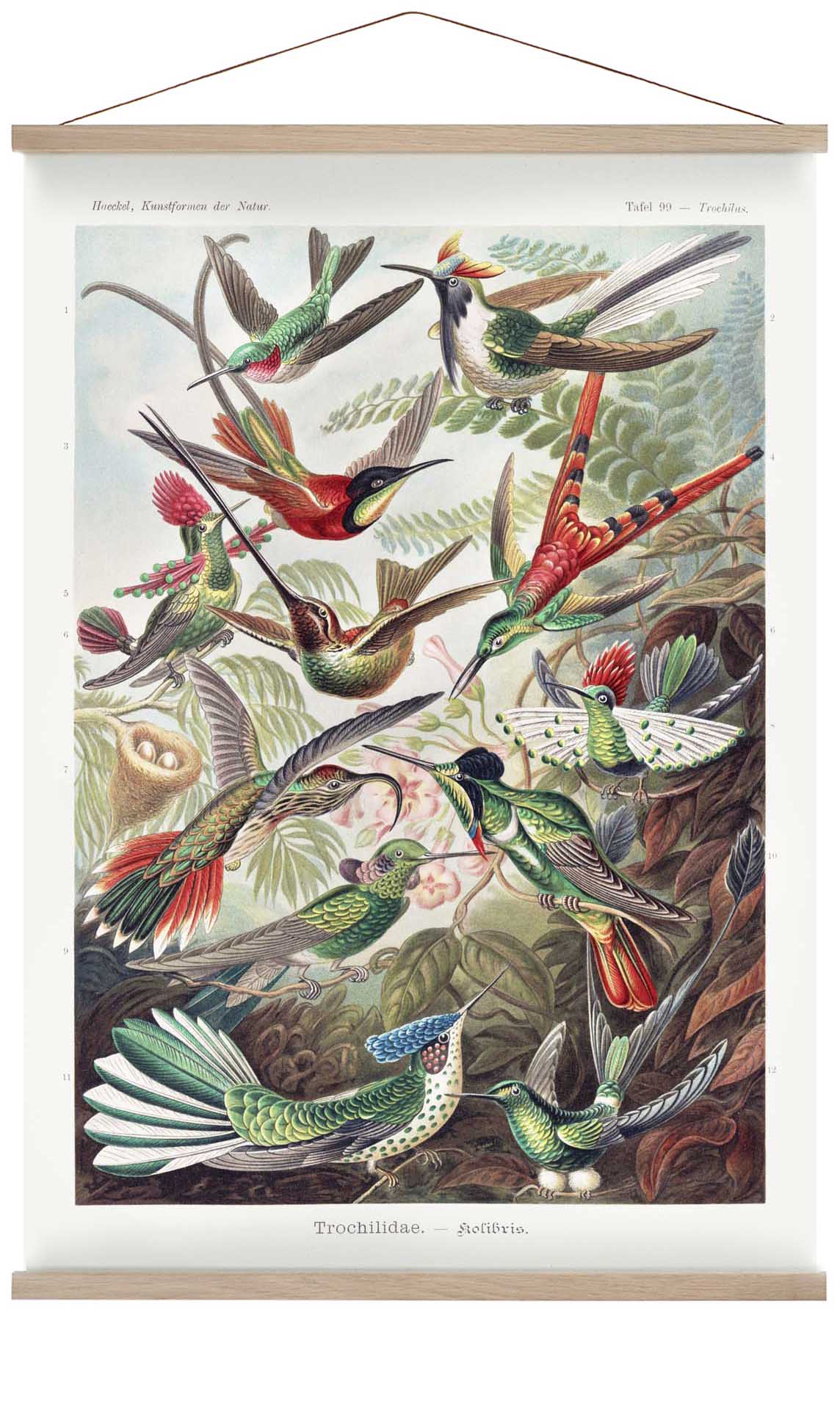 Birds of Paradise by Ernst Haeckel with a white border