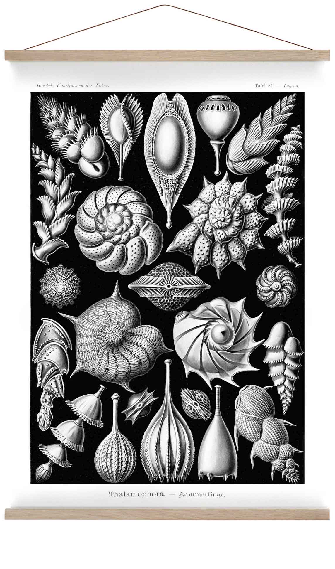 Talamophora by Ernst Haeckel