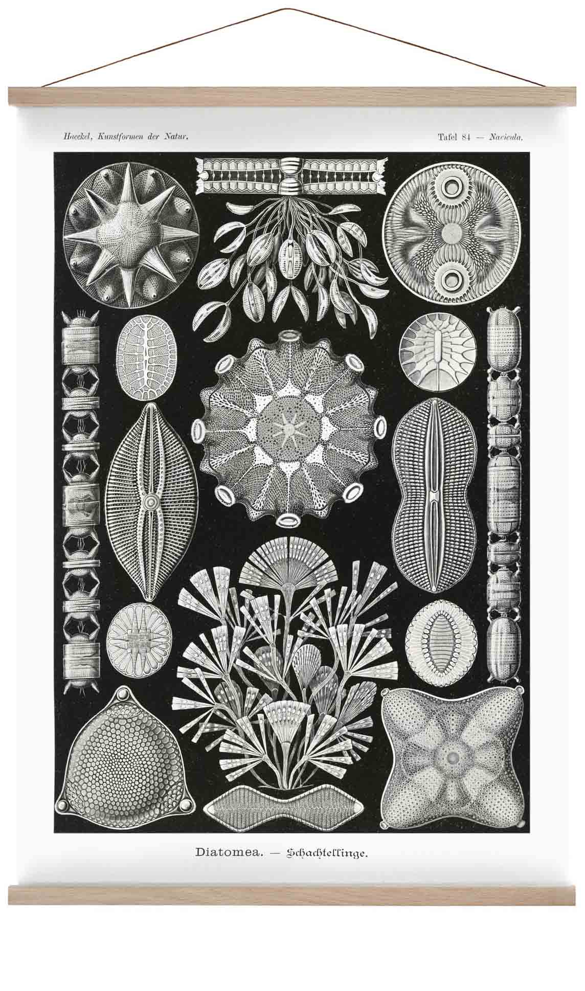 Diatomea by Ernst Haeckel