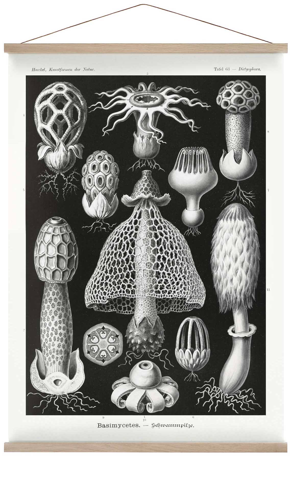 Basimycetes by Ernst Haeckel