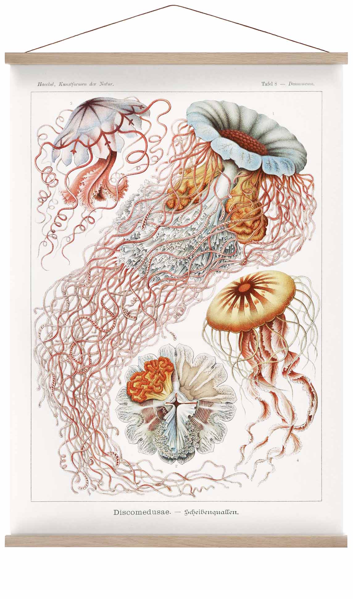 Discomedusae III von Ernst Haeckel