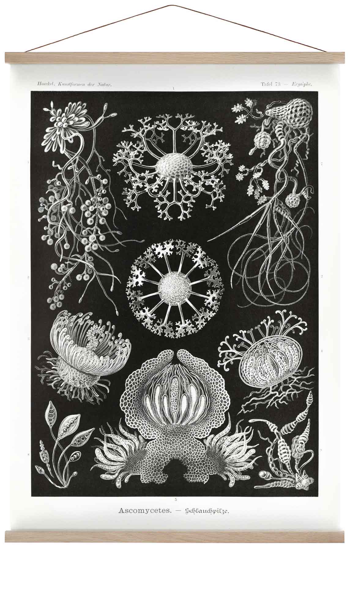 Ascomycetes by Ernst Haeckel