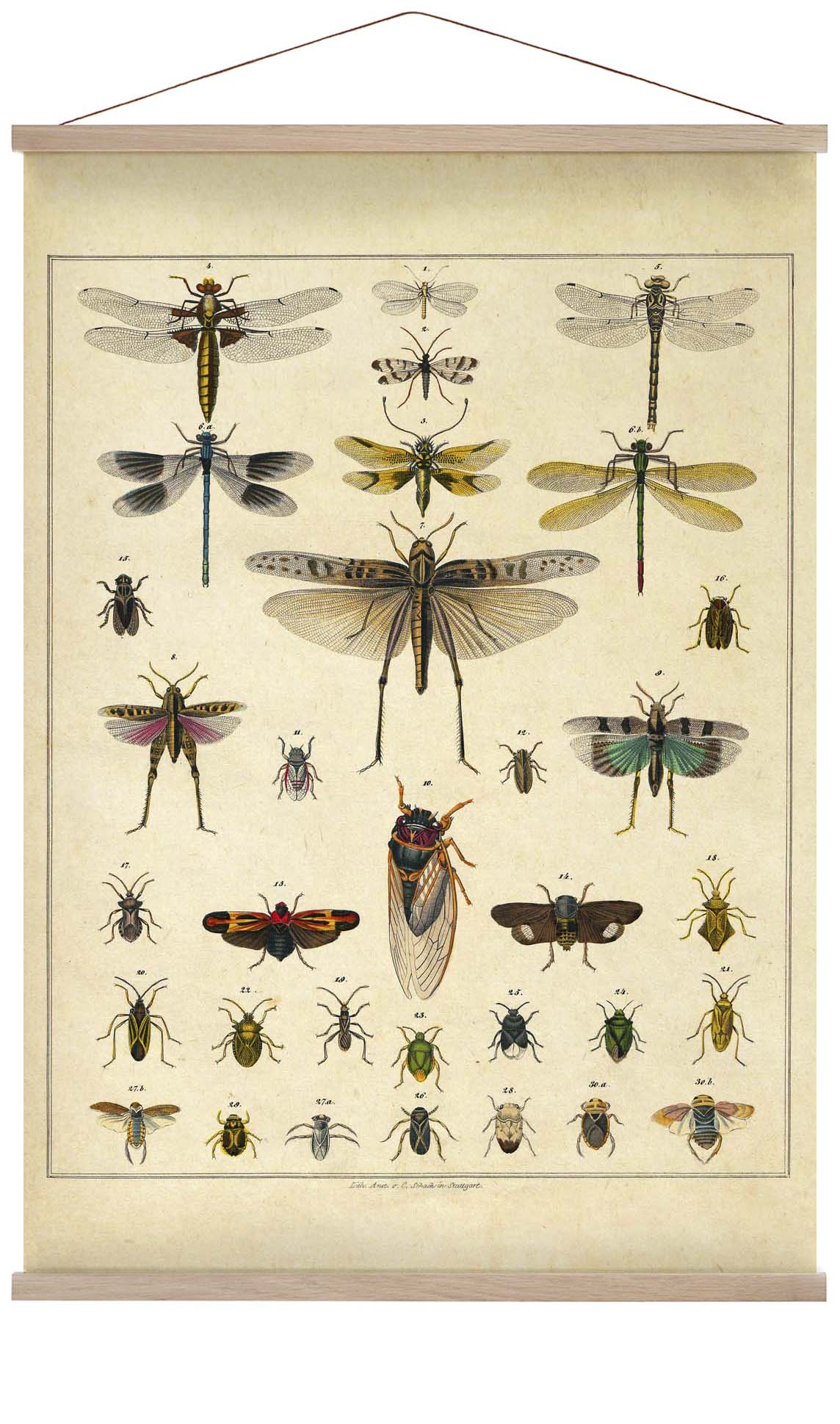 Insects by Oken