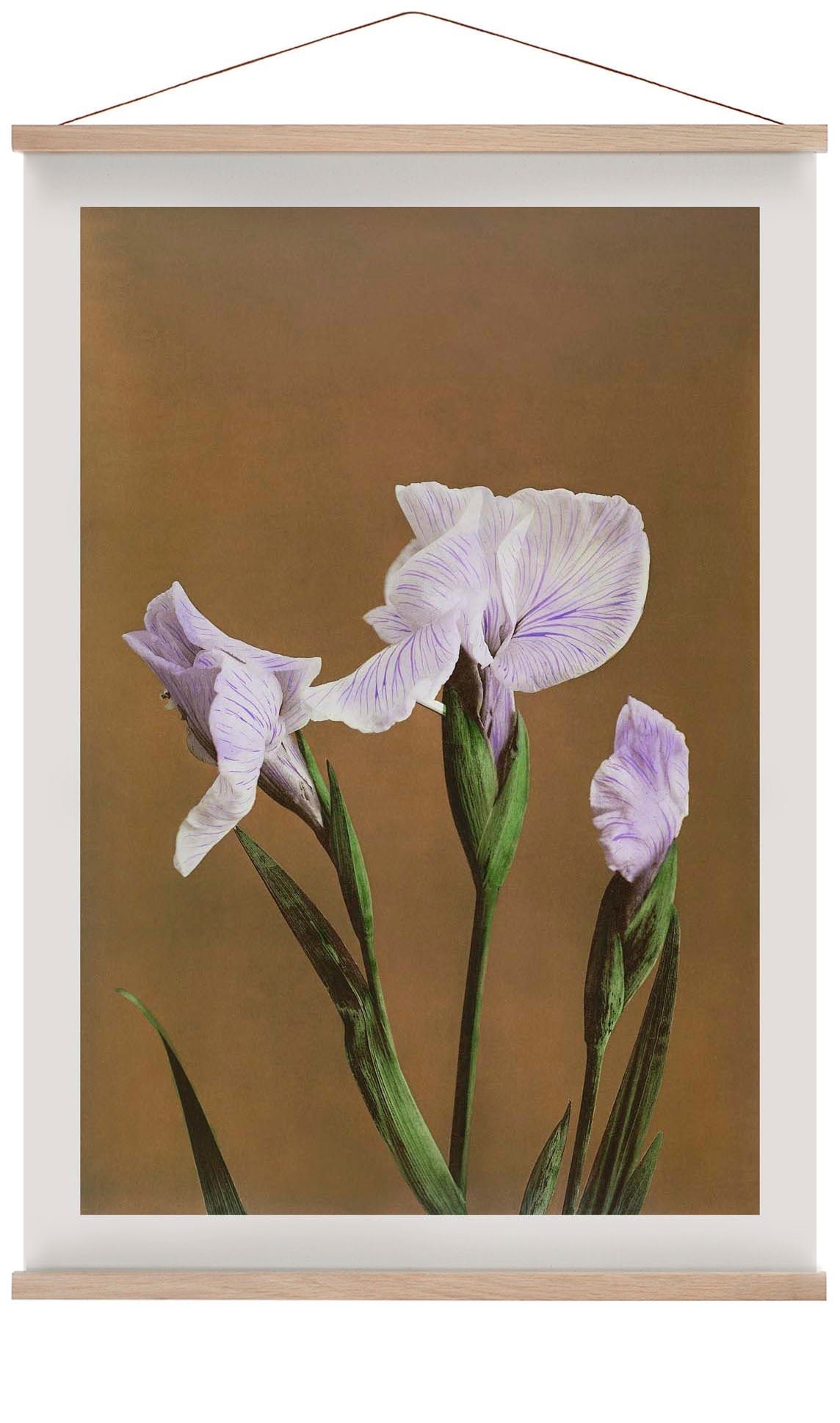 Three Iris Kæmpferi by Ogawa Kazumasa