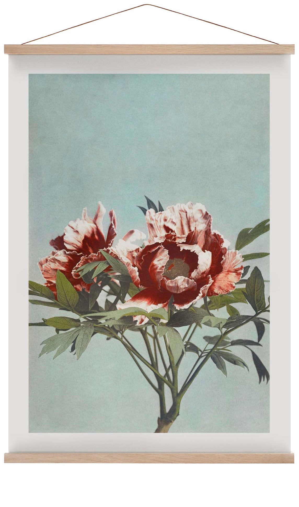 Tree Red Peony by Ogawa Kazumasa