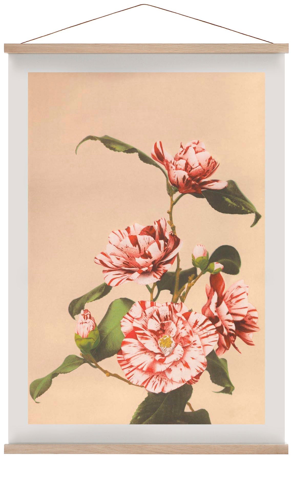 Striped Camellias by Ogawa Kazumasa