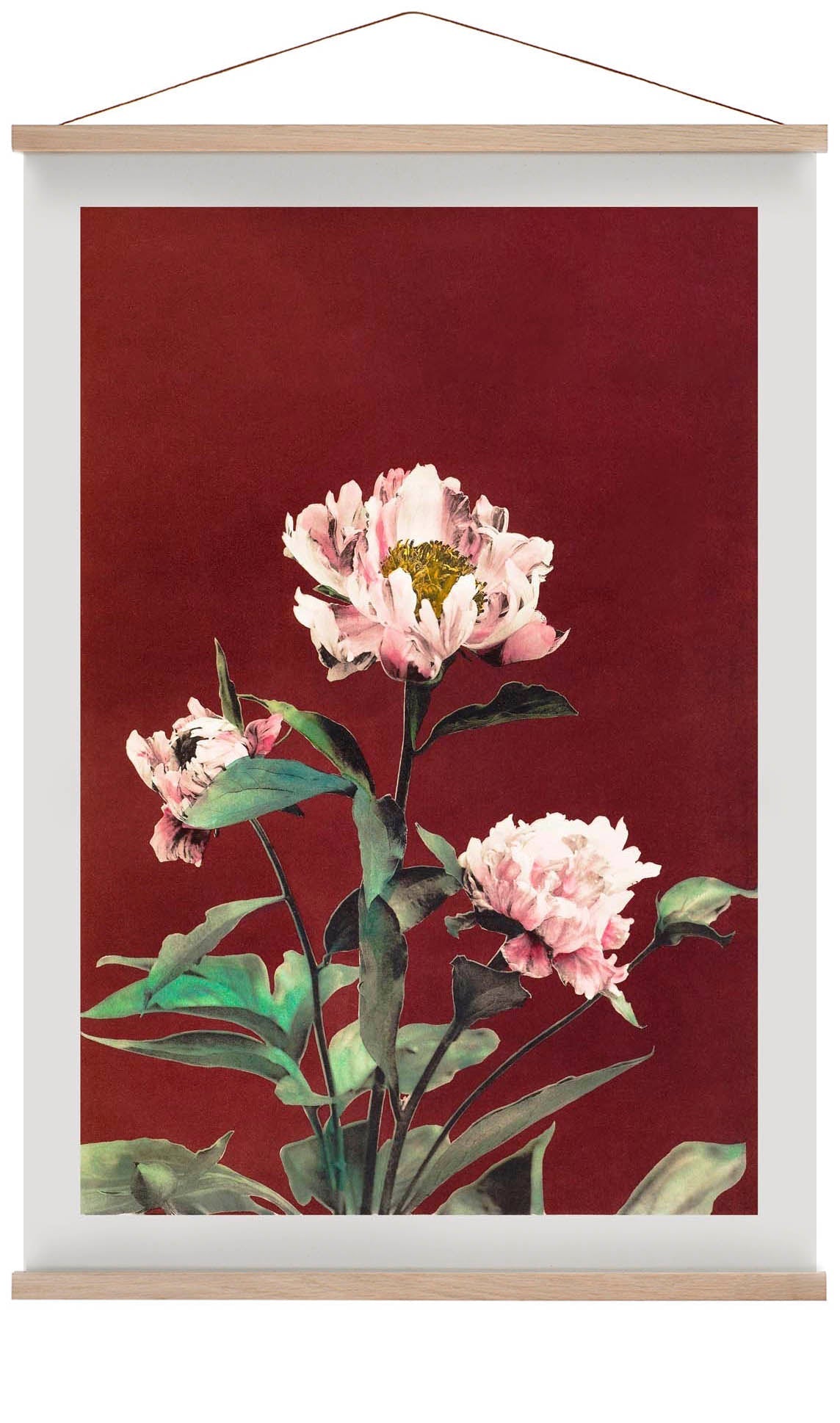 Hærdaceous Peony by Ogawa Kazumasa