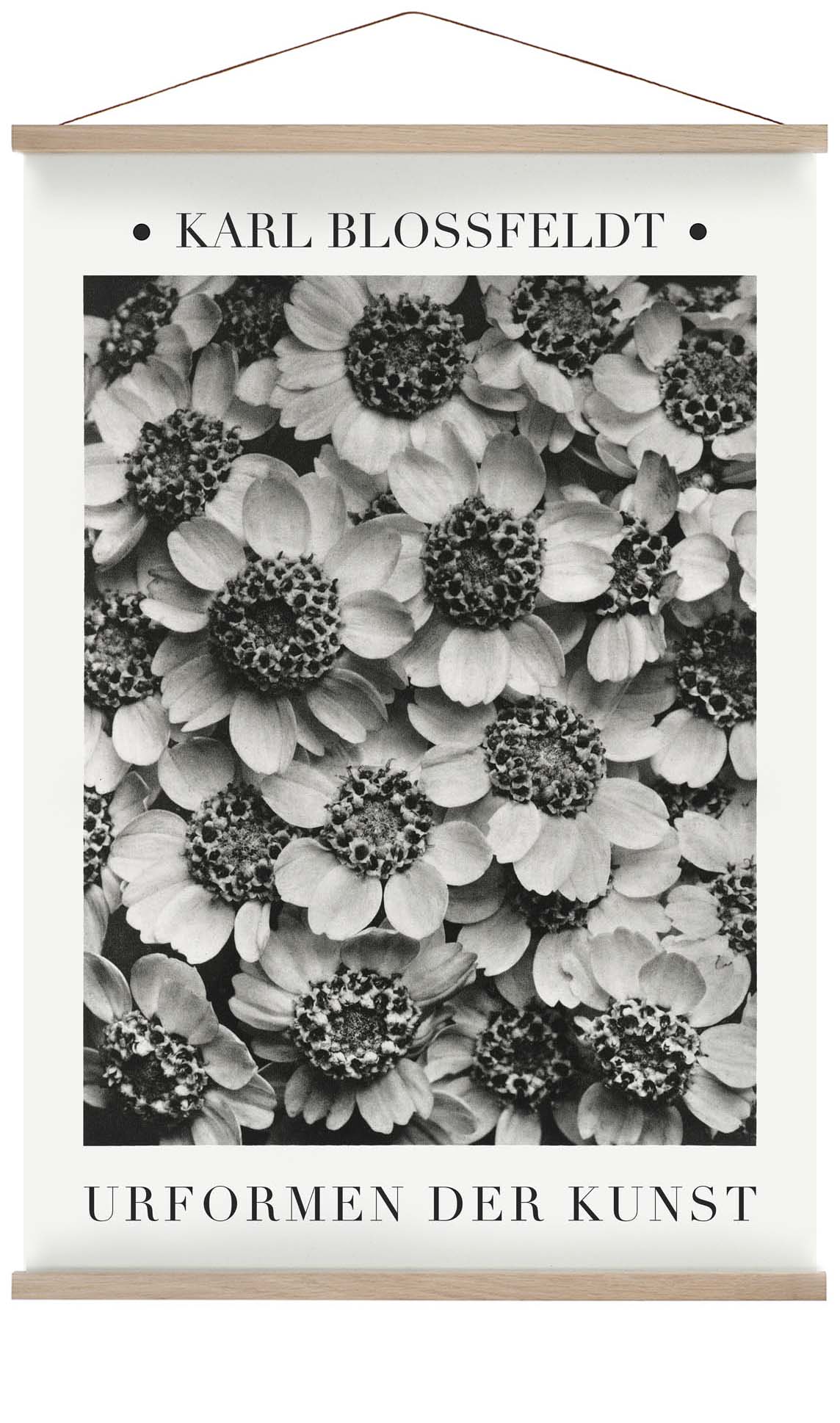 Karl Blossfeldt Pflanzenfotogravur Nr. 2