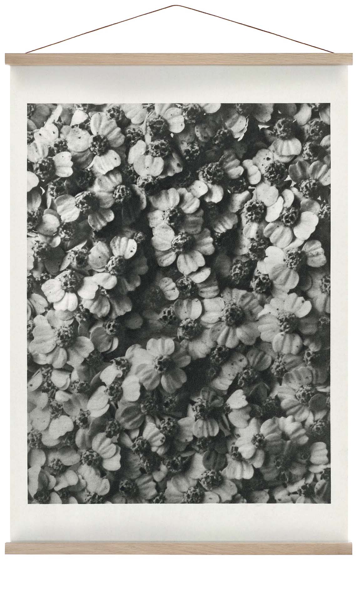 Karl Blossfeldt Pflanzenfotogravur Nr 68