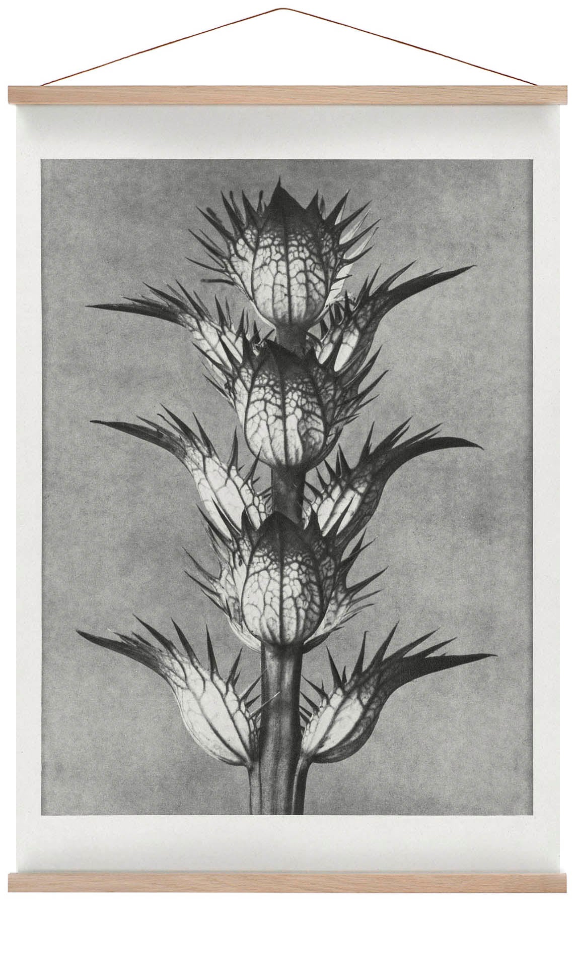 Karl Blossfeldt Pflanzenfotogravur Nr. 101