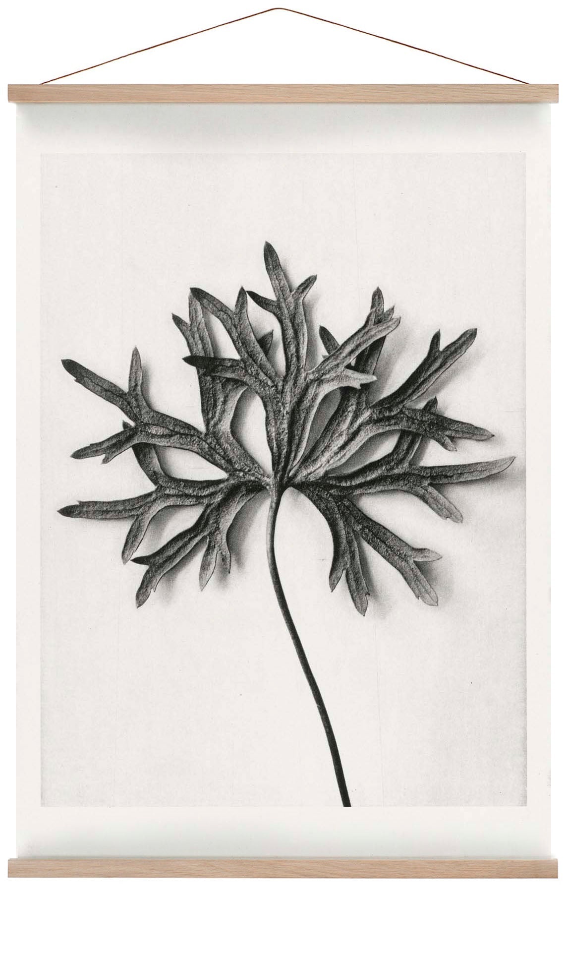 Karl Blossfeldt Pflanzenfotogravur Nr 103