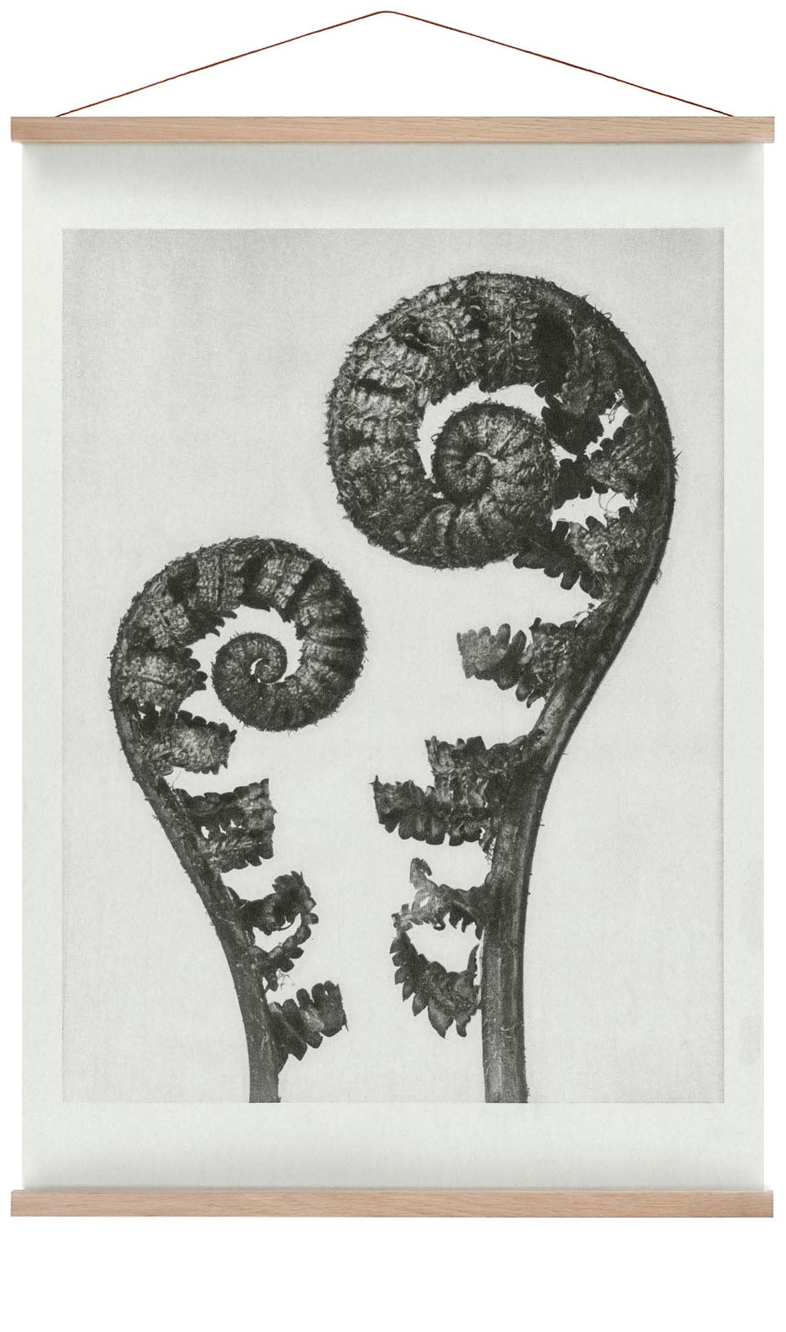 Karl Blossfeldt Pflanzenfotogravur Nr 109