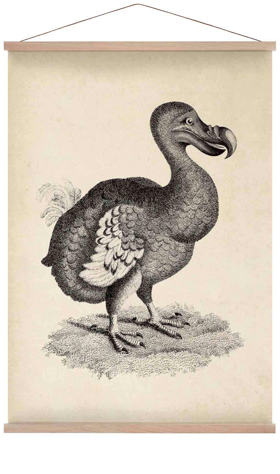 Antique Dodo