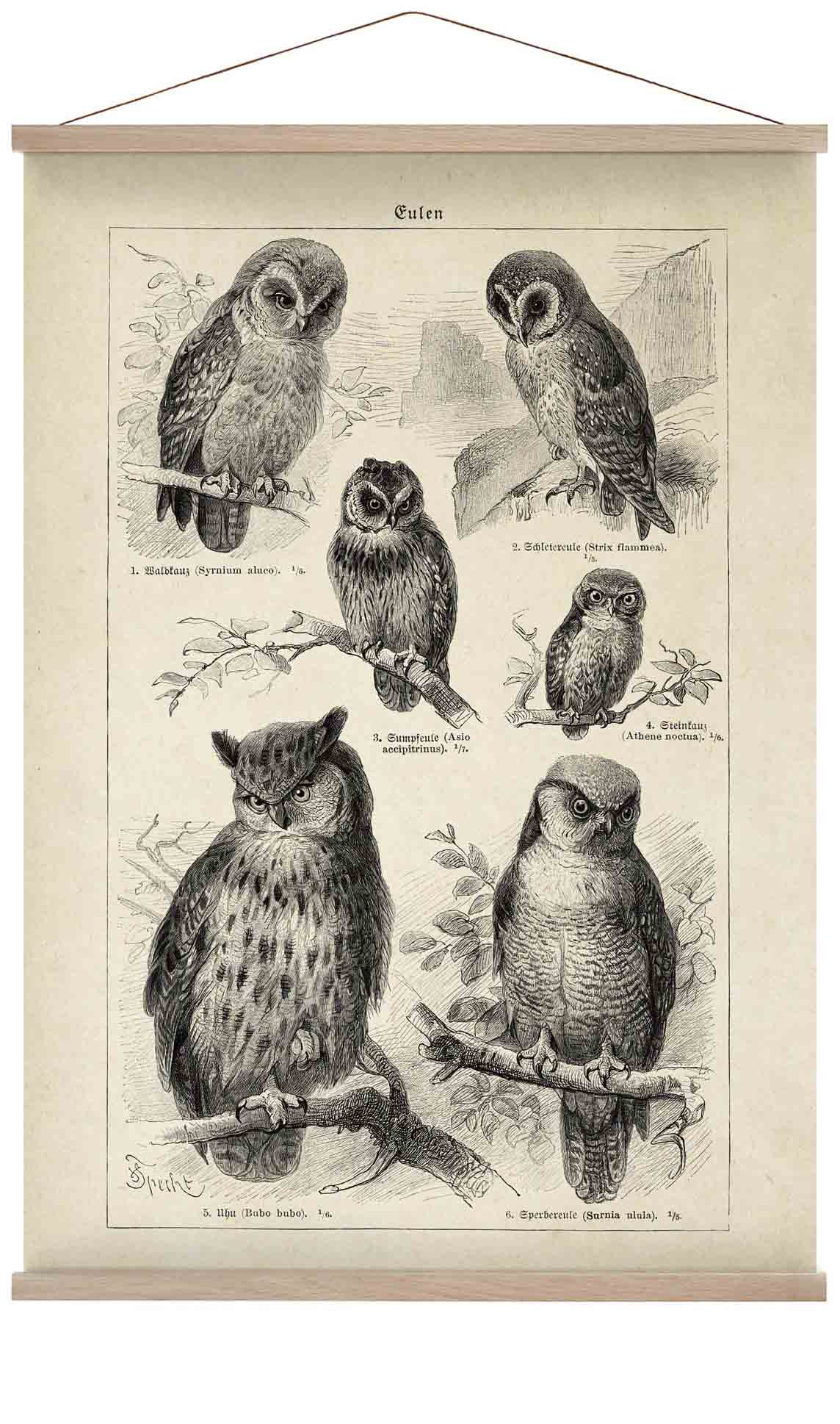 Antique Owl