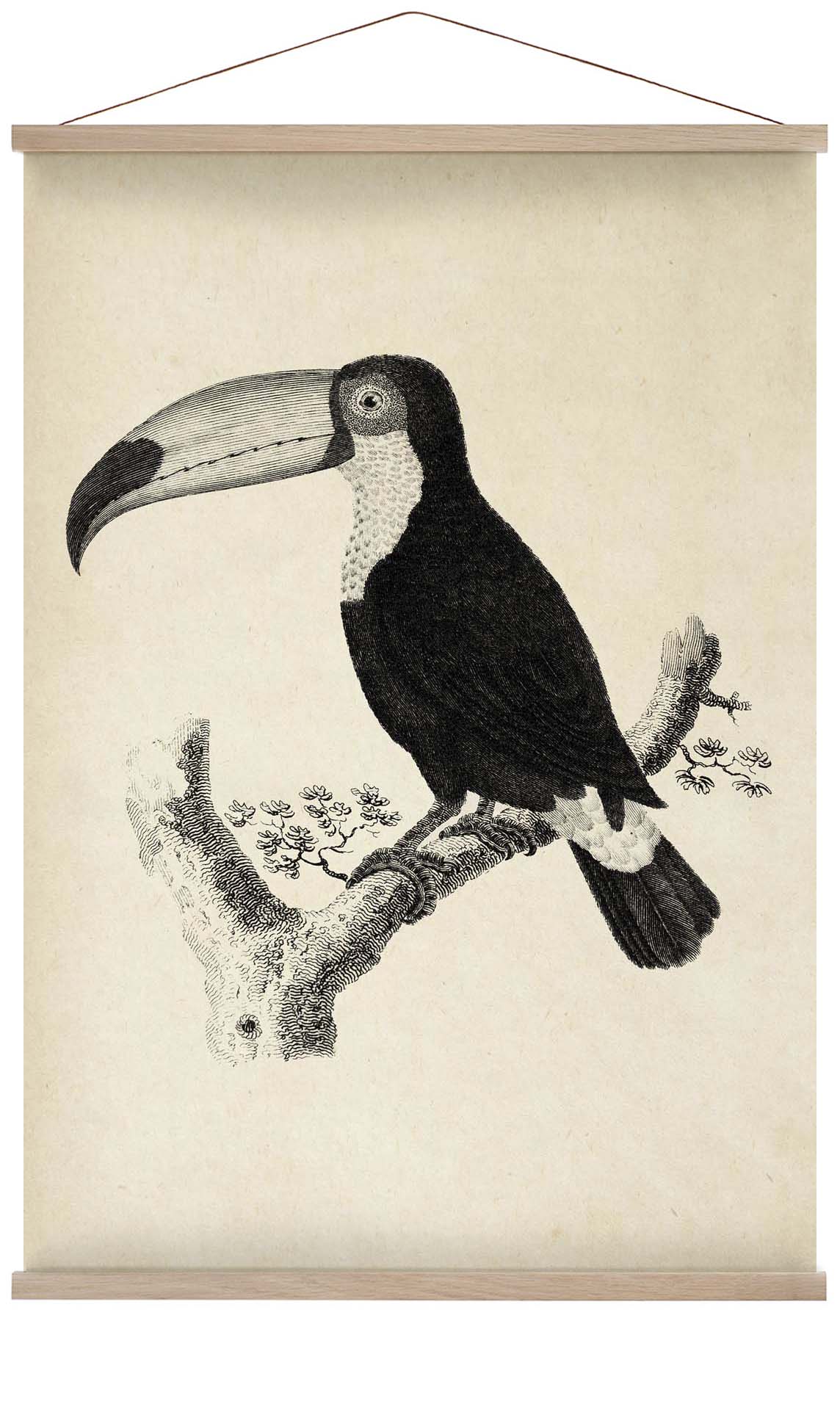 Antique Toucan