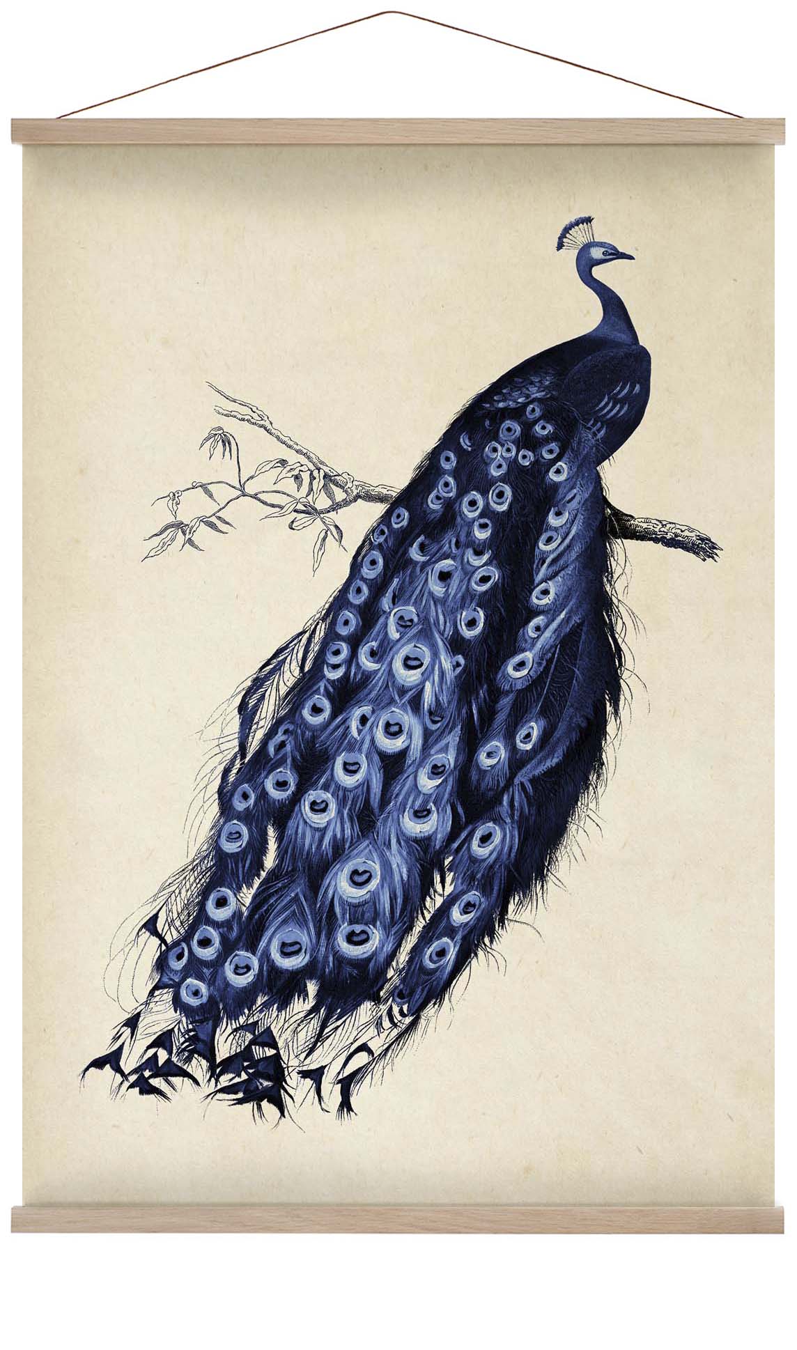 Antique Blue Peacock