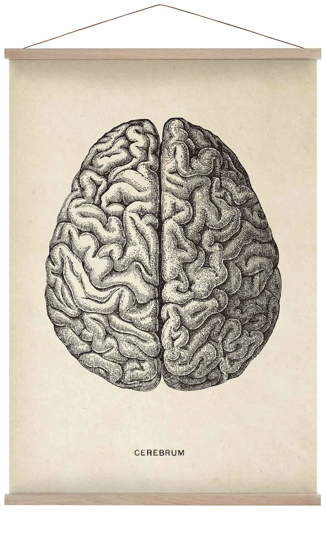 Antique Brain