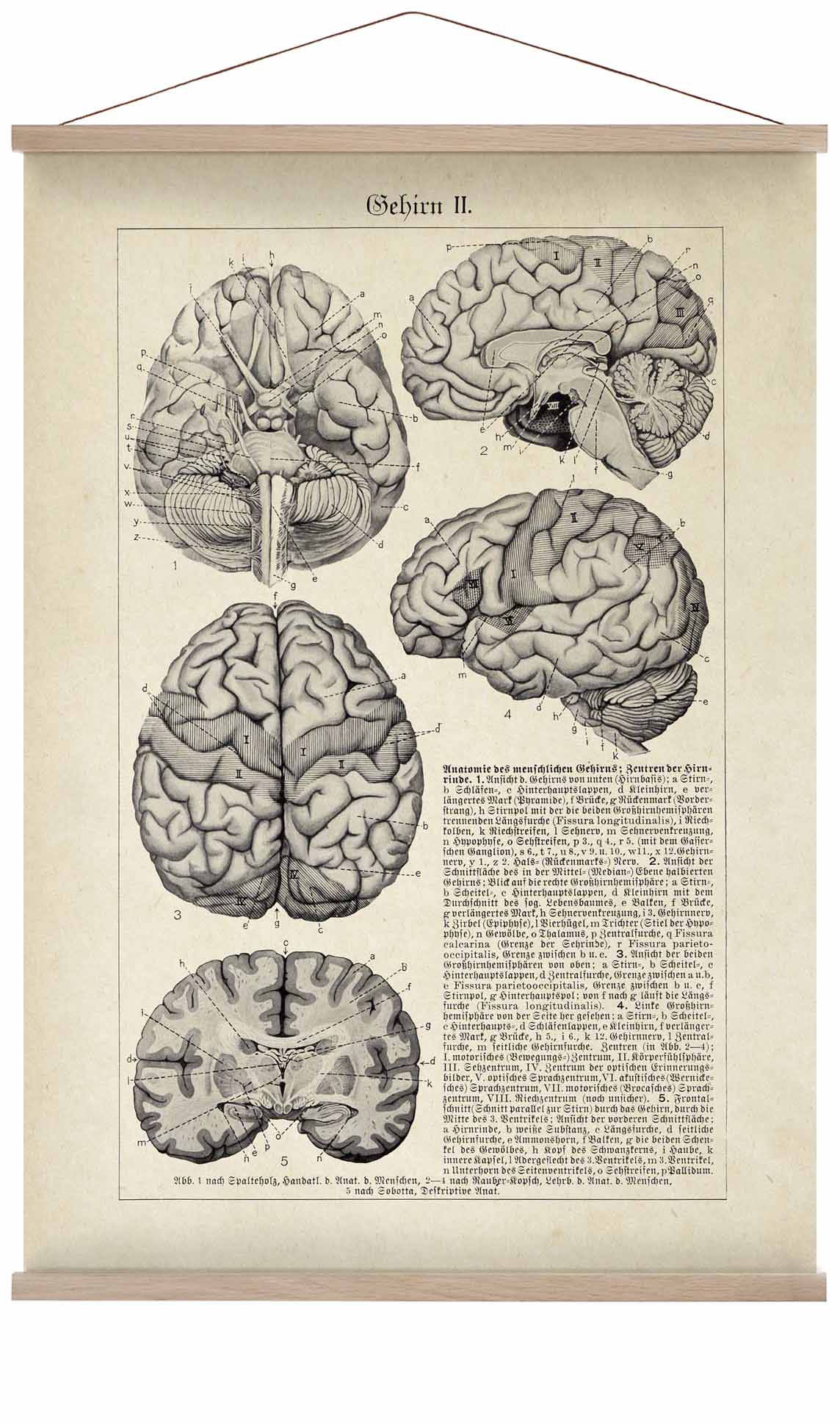 Antique Brain