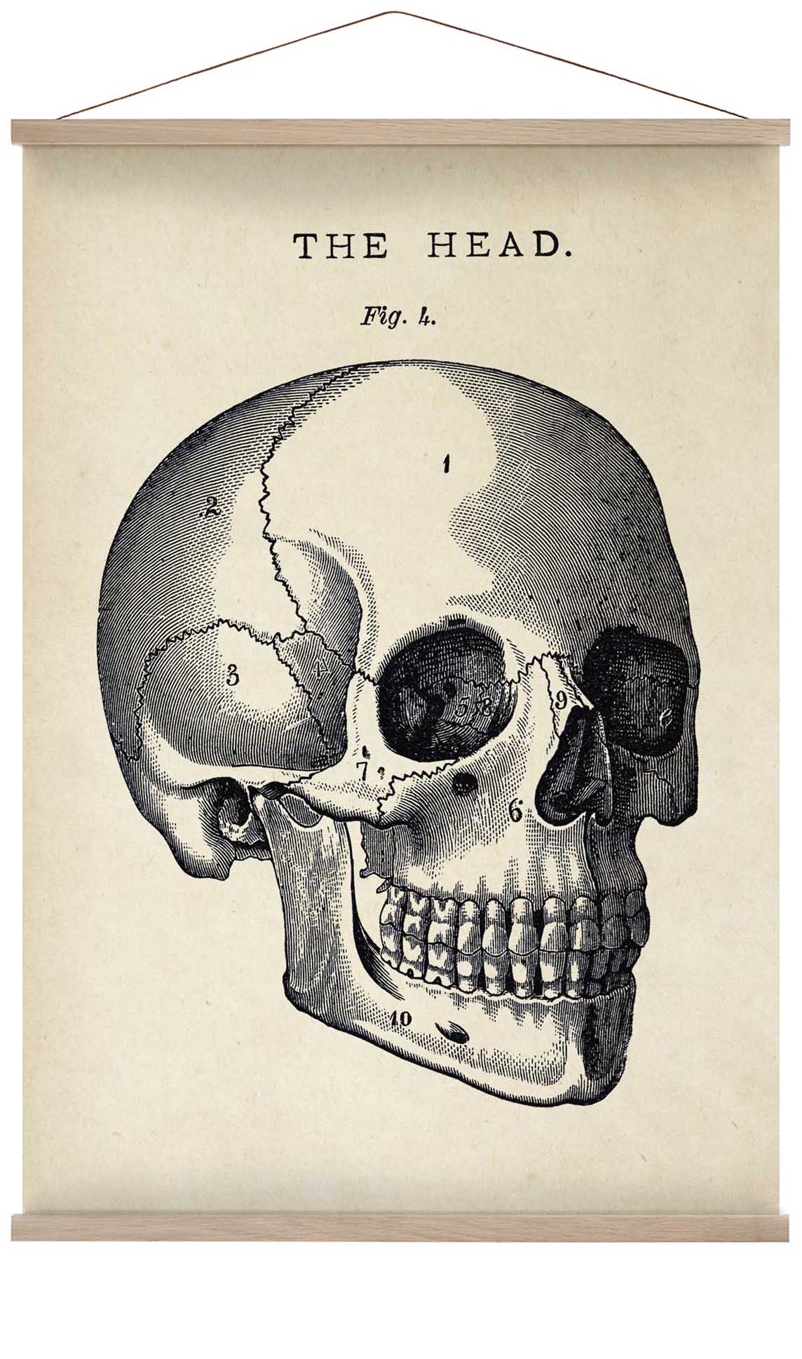 Antique Skull