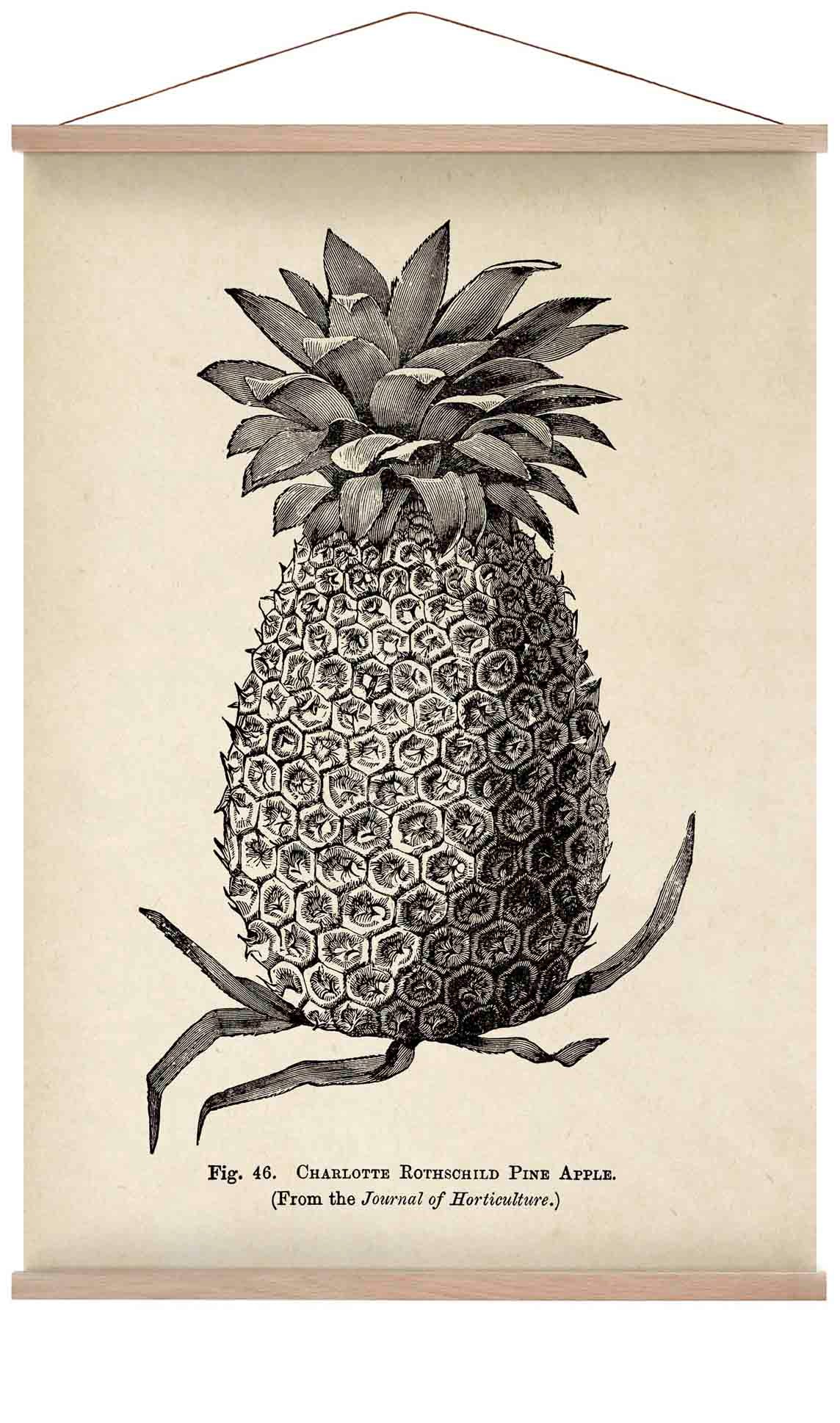 Antique Pineapple