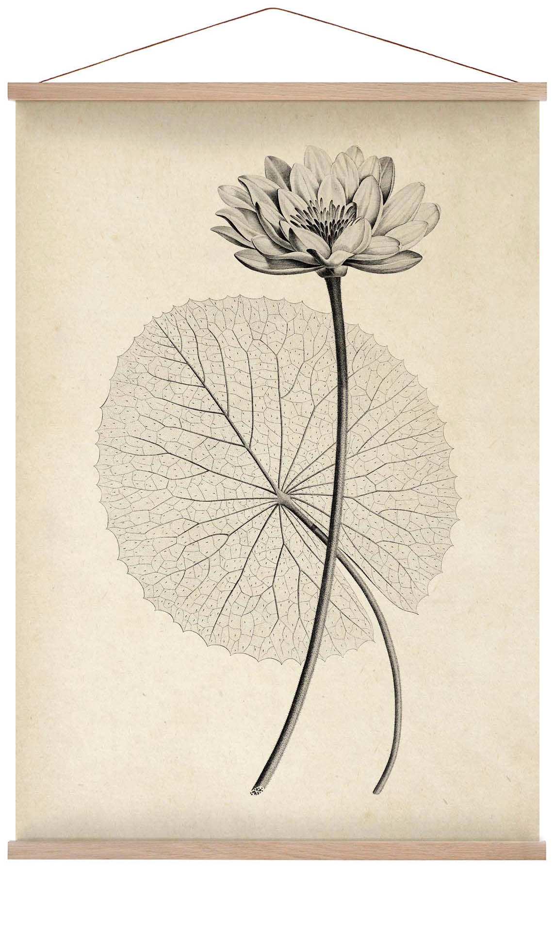 Antique White Egyptian Lotus Flower