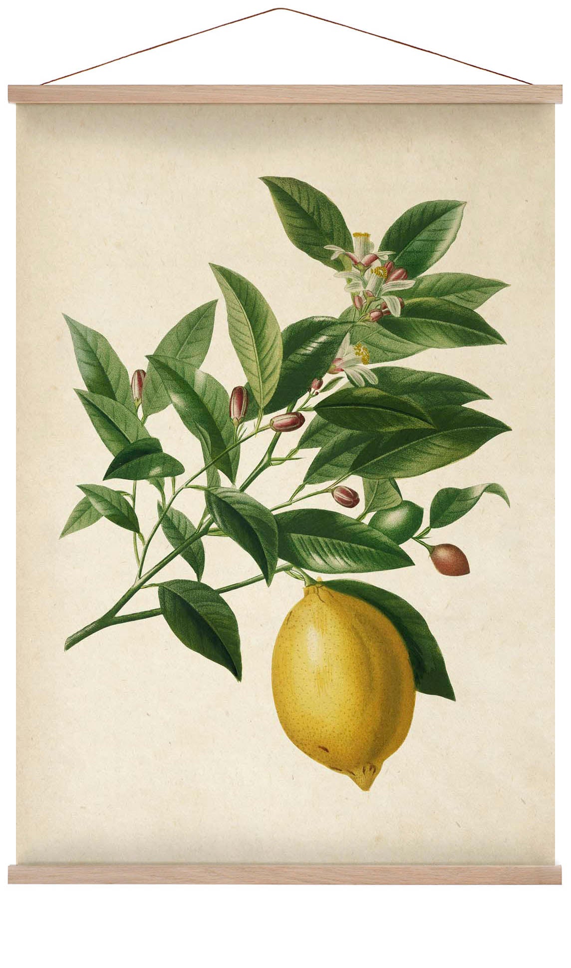 Antique Lemon