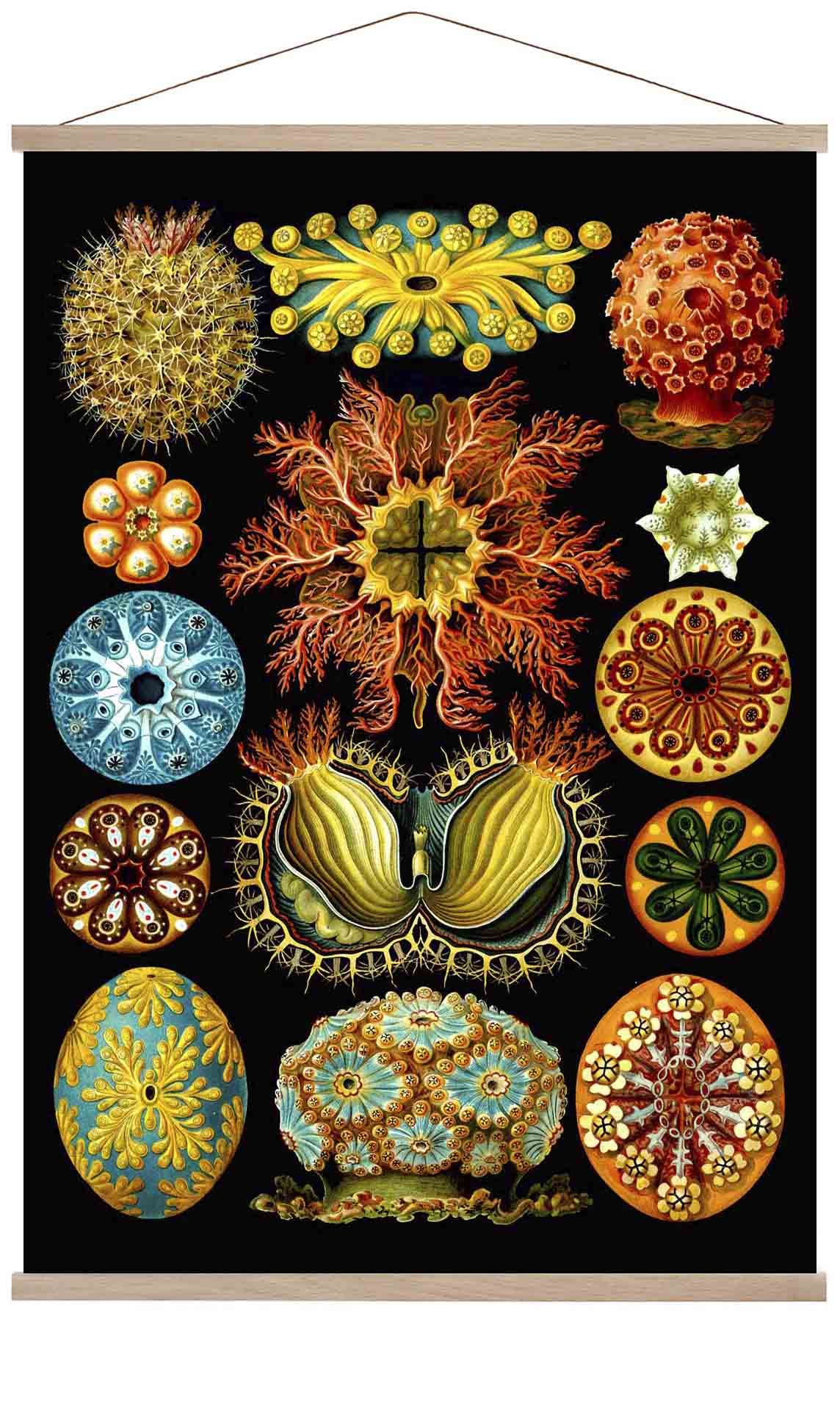 Bunte Korallen Embryologie von Ernst Haeckel Poster
