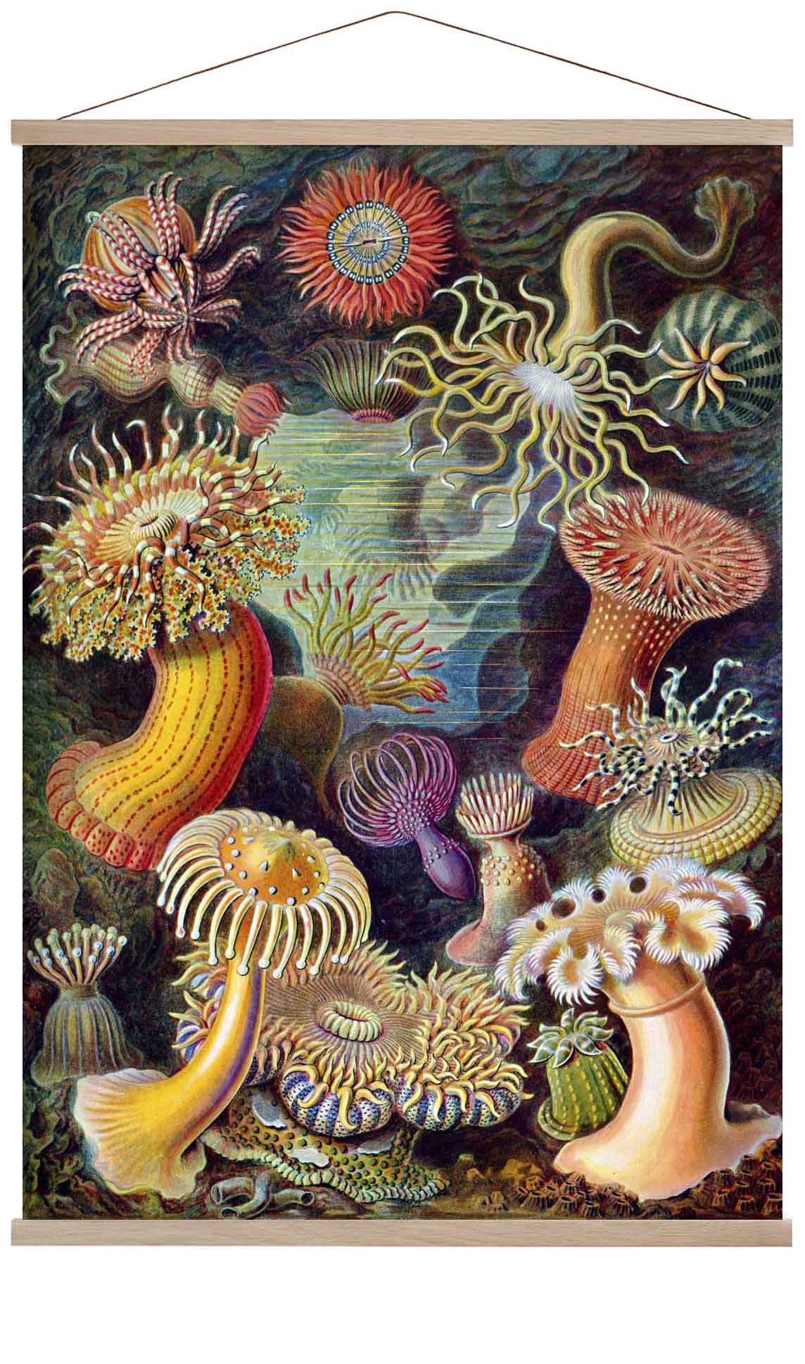Anemones by Ernst Haeckel