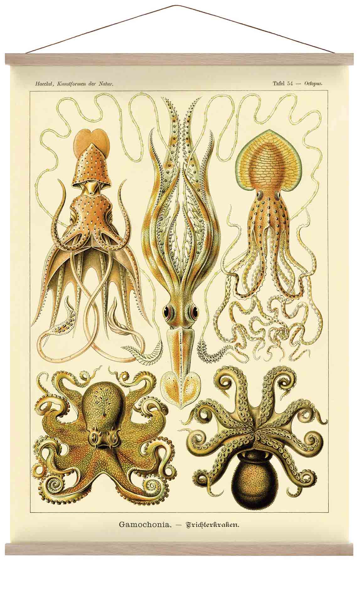 Gamochonia by Ernst Haeckel
