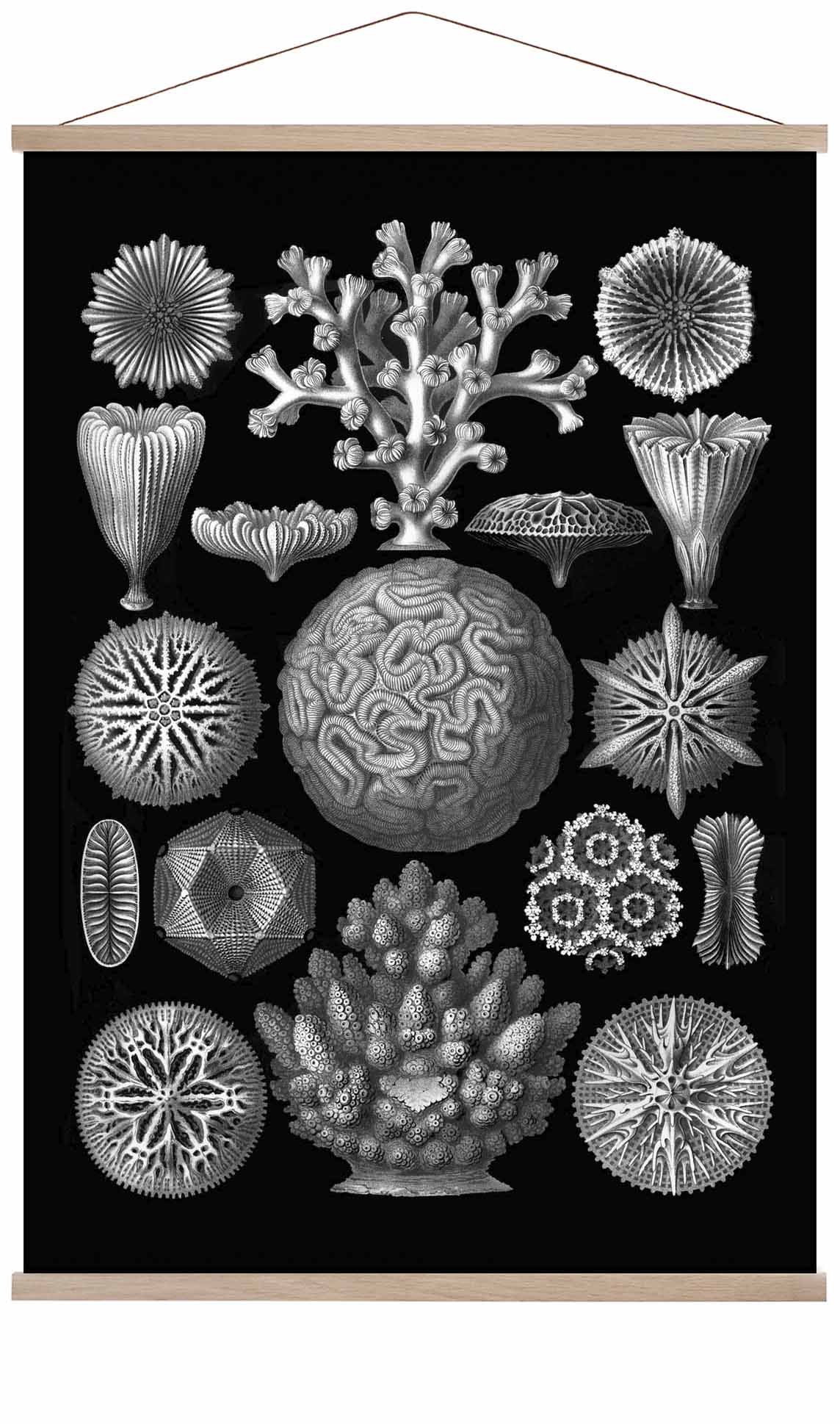 Hexacoralla by Haeckel