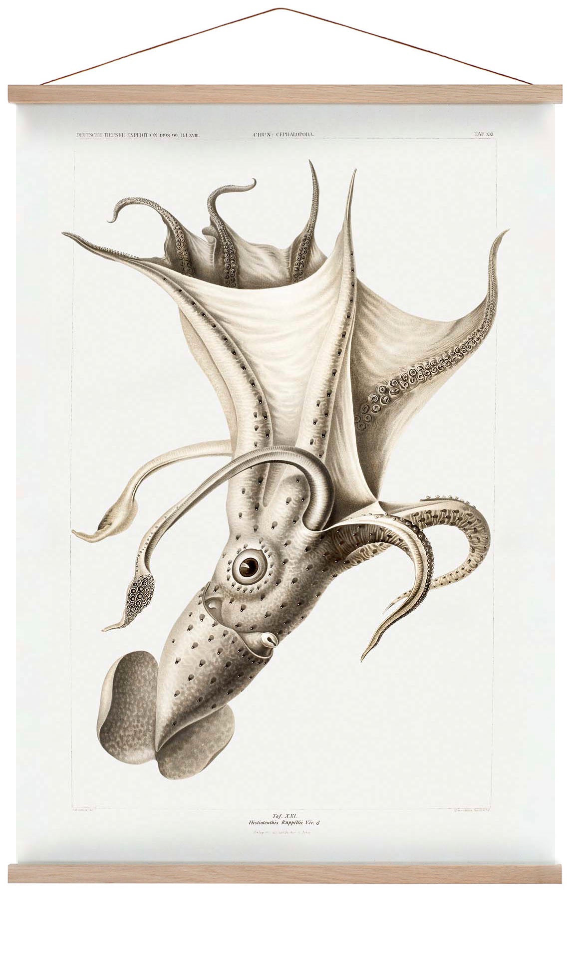 Bleicher Tintenfisch Poster