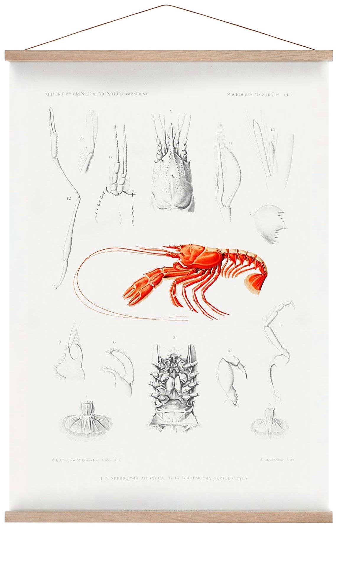 Shrimps External and Internal Organs