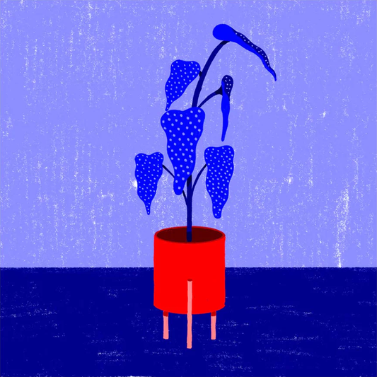 Begonia by Nicole Marra