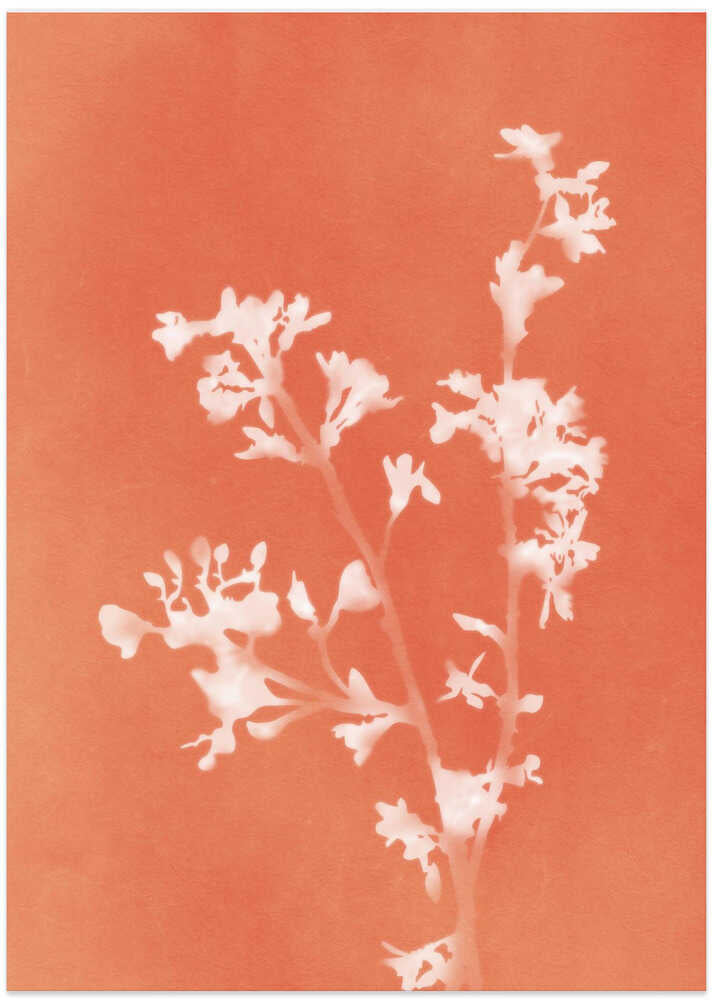 Monographie Orangenblüten von amini54