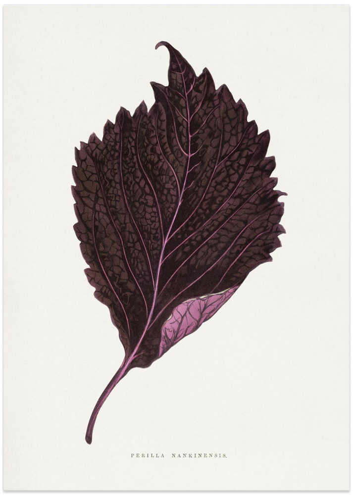 Pink Perilla Nankinensis Leaf Illustration by Les Plantes a Feuillage Colore