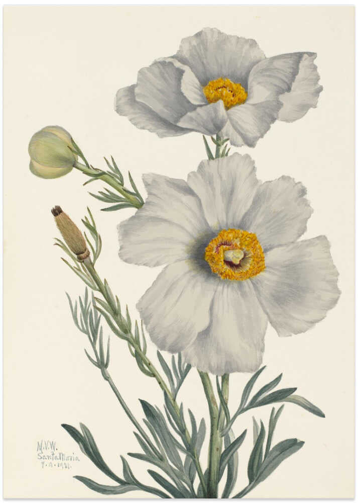 Matilija Poppy by Mary Vaux Walcott
