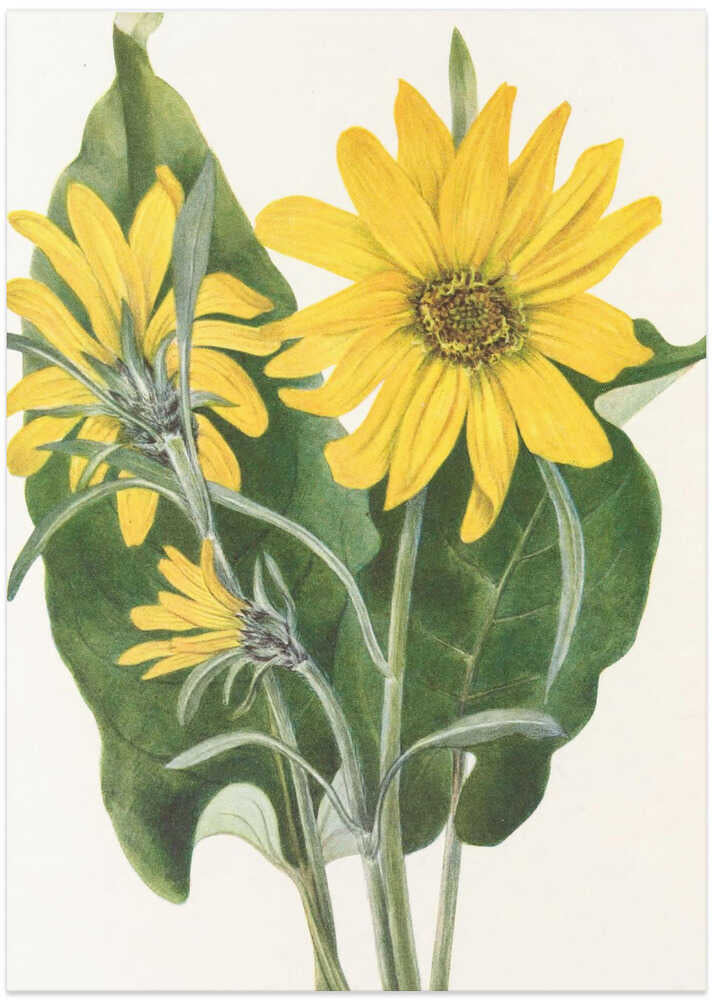 Balsamroot From North American Wildflowers (1925) By Mary Vaux Walcott by Mary Vaux Walcott